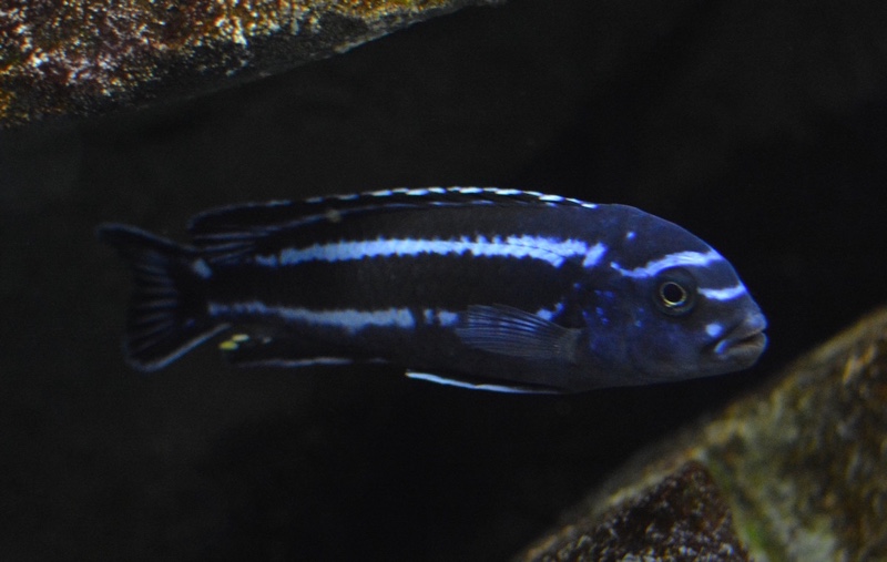 Pseudotropheus cyaneorhabdos 'Maingano Island'